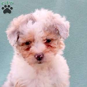 Mindy, Toy Poodle Mix Puppy