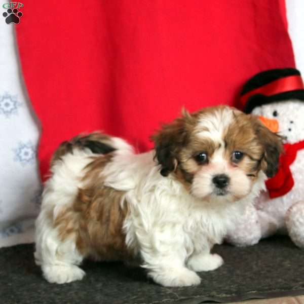 Mindy, Teddy Bear Puppy