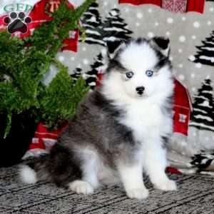 Mindy, Pomsky Puppy