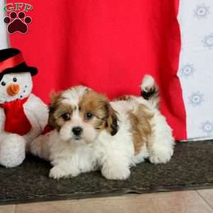 Mindy, Teddy Bear Puppy