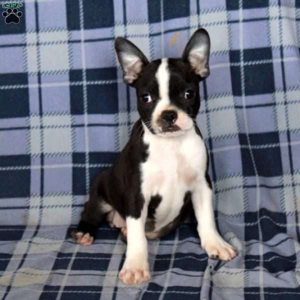 Minnie, Boston Terrier Puppy