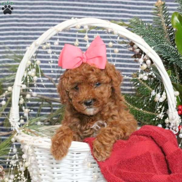 Minnie, Toy Poodle Puppy