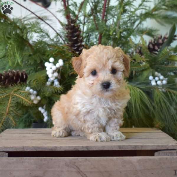 Minnie, Bich-Poo Puppy