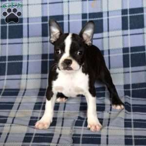 Minnie, Boston Terrier Puppy