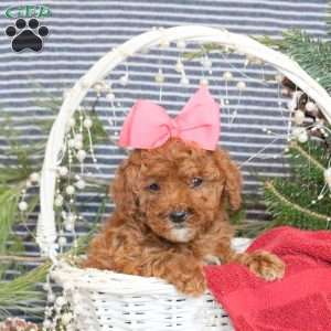 Minnie, Toy Poodle Puppy