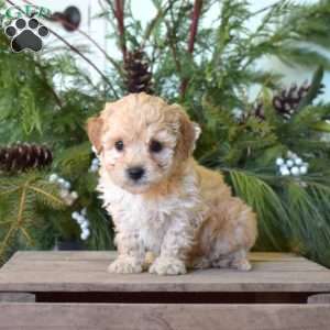 Minnie, Bich-Poo Puppy