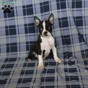 Minnie, Boston Terrier Puppy