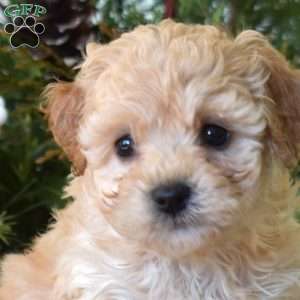 Minnie, Bich-Poo Puppy