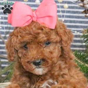 Minnie, Toy Poodle Puppy