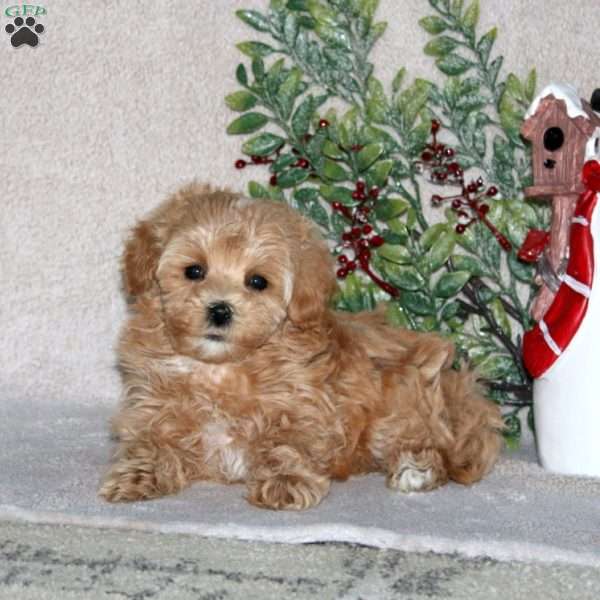 Minnie, Maltipoo Puppy