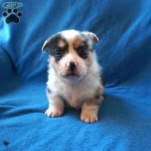 Minnie, Welsh Corgi Mix Puppy