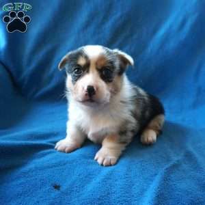 Minnie, Pembroke Welsh Corgi Puppy