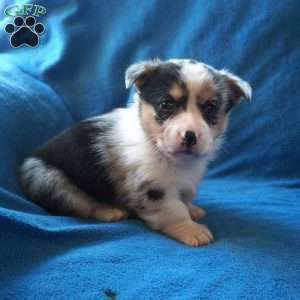 Minnie, Welsh Corgi Mix Puppy