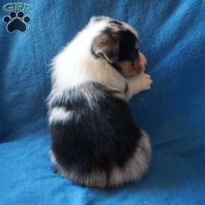 Minnie, Welsh Corgi Mix Puppy