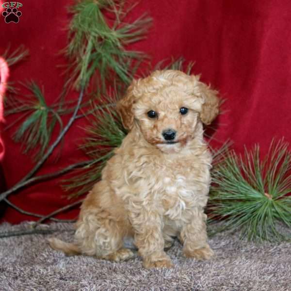 Minno, Toy Poodle Puppy