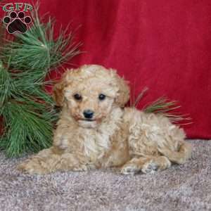 Minno, Toy Poodle Puppy