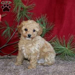 Minno, Toy Poodle Puppy