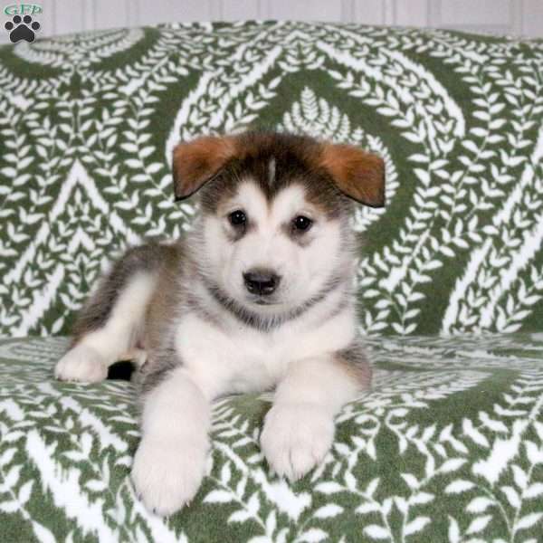 Misha, Alaskan Malamute Puppy