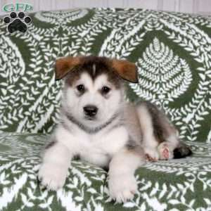 Misha, Alaskan Malamute Puppy