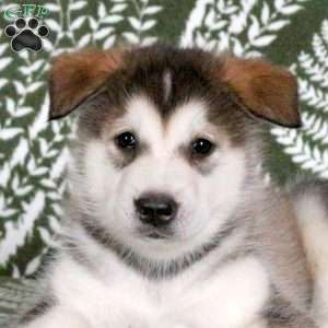 Misha, Alaskan Malamute Puppy