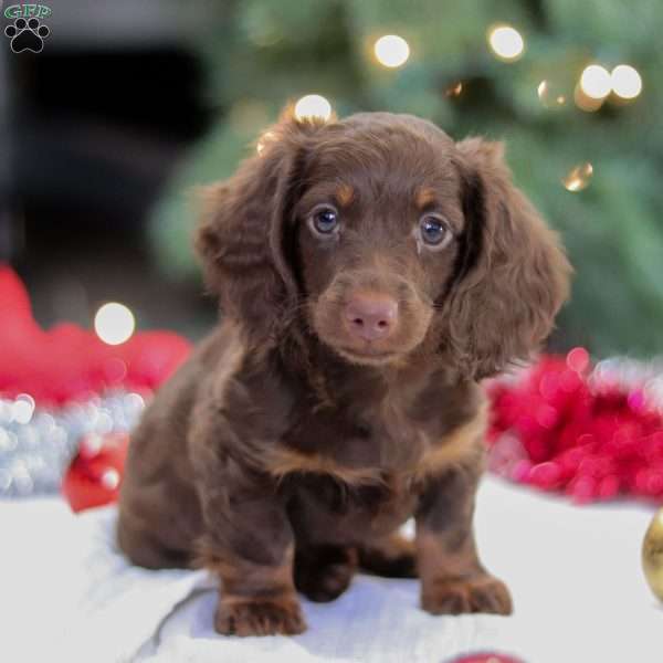 Missy, Dachshund Puppy