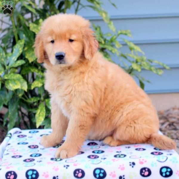 Missy, Golden Retriever Puppy