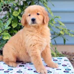 Missy, Golden Retriever Puppy