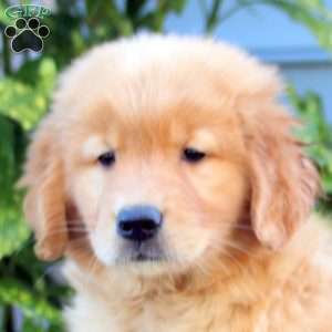 Missy, Golden Retriever Puppy