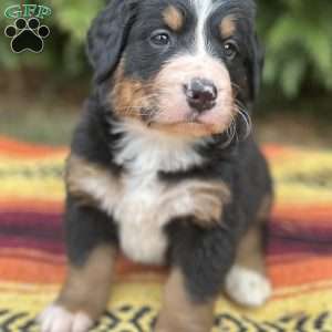 Missy, Bernese Mountain Dog Puppy