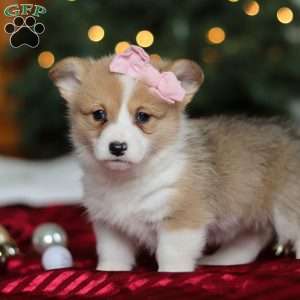 Mistletoe, Pembroke Welsh Corgi Puppy
