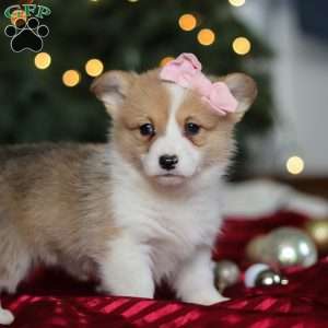 Mistletoe, Pembroke Welsh Corgi Puppy