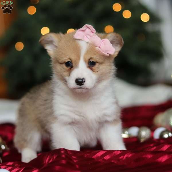 Mistletoe, Pembroke Welsh Corgi Puppy