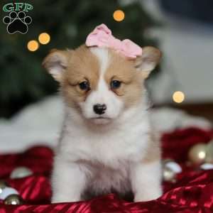 Mistletoe, Pembroke Welsh Corgi Puppy