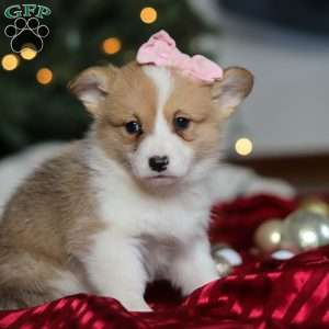 Mistletoe, Pembroke Welsh Corgi Puppy