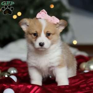 Mistletoe, Pembroke Welsh Corgi Puppy