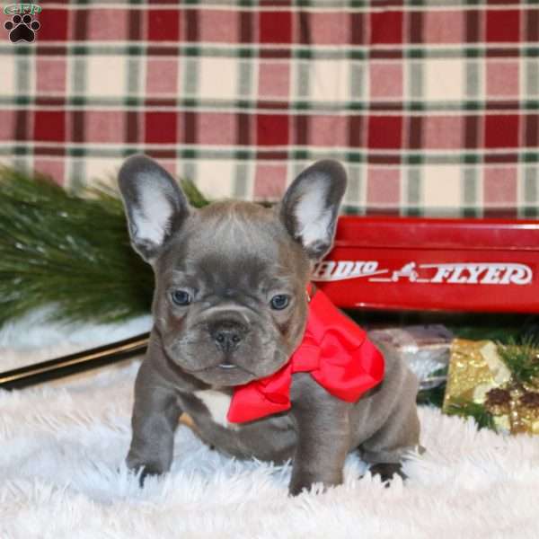 Mistletoe, French Bulldog Puppy