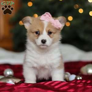 Mistletoe, Pembroke Welsh Corgi Puppy