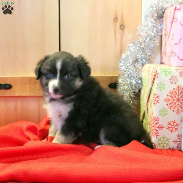 Misty, Miniature Australian Shepherd Puppy