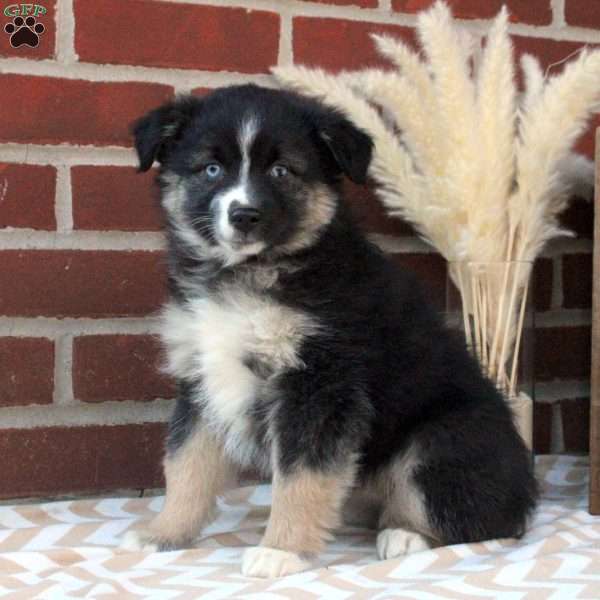 Misty, Miniature Australian Shepherd Puppy