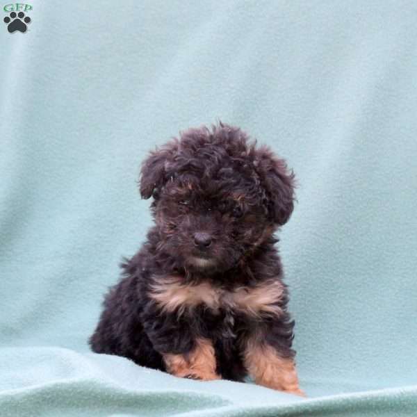 Misty, Toy Poodle Mix Puppy