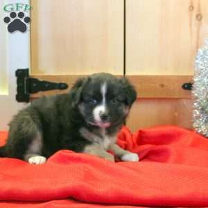 Misty, Miniature Australian Shepherd Puppy