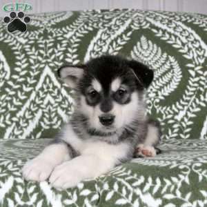 Misty, Alaskan Malamute Puppy
