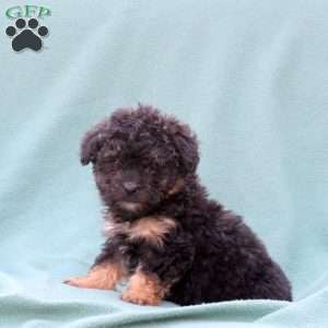 Misty, Toy Poodle Mix Puppy