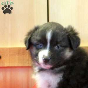 Misty, Miniature Australian Shepherd Puppy