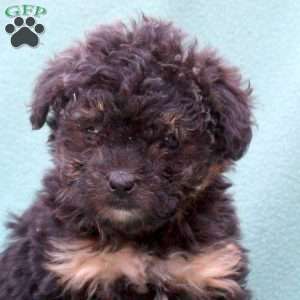 Misty, Toy Poodle Mix Puppy