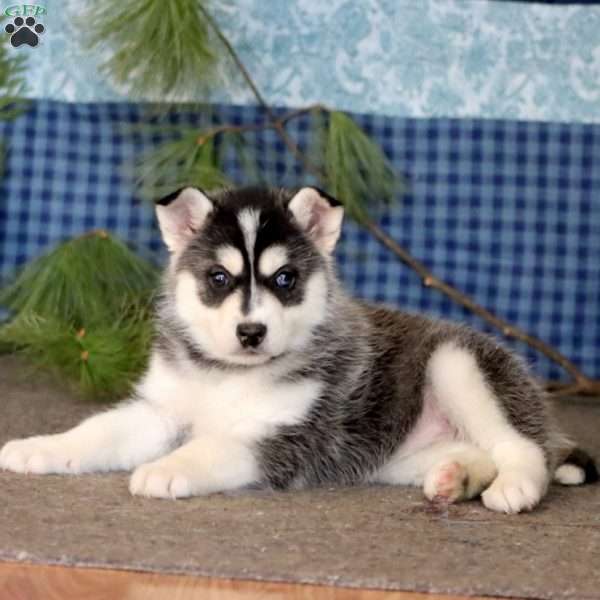 Misty, Pomsky Puppy