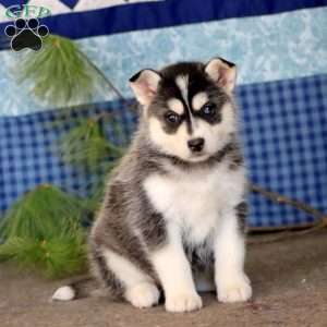 Misty, Pomsky Puppy