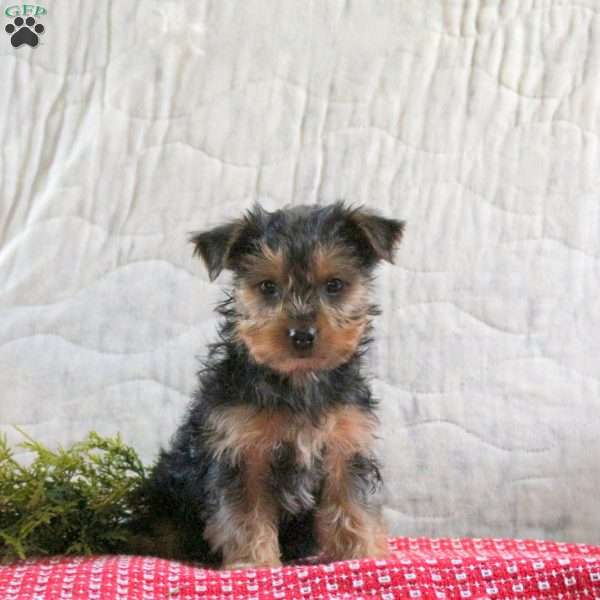 Mittens, Yorkie Puppy