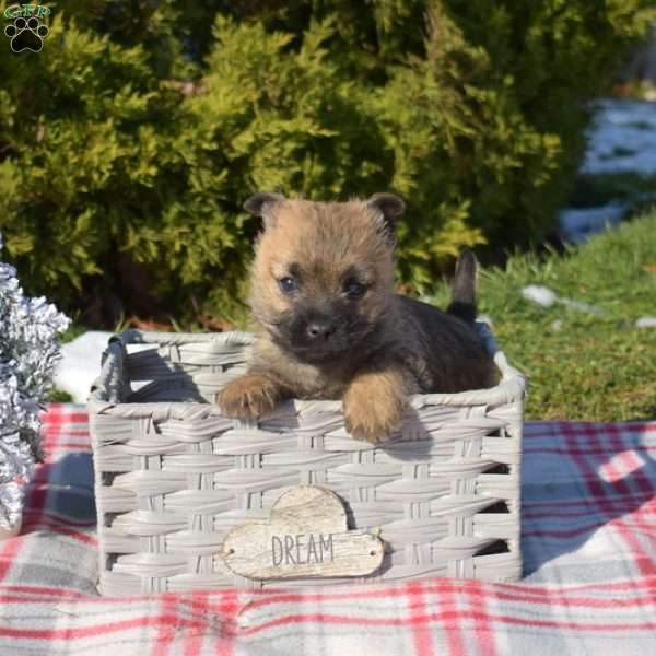 Mittens, Cairn Terrier Puppy