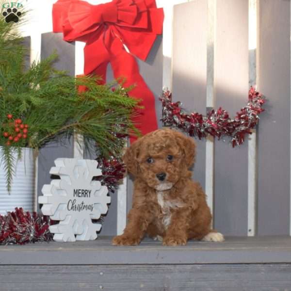 Mittens, Miniature Poodle Puppy